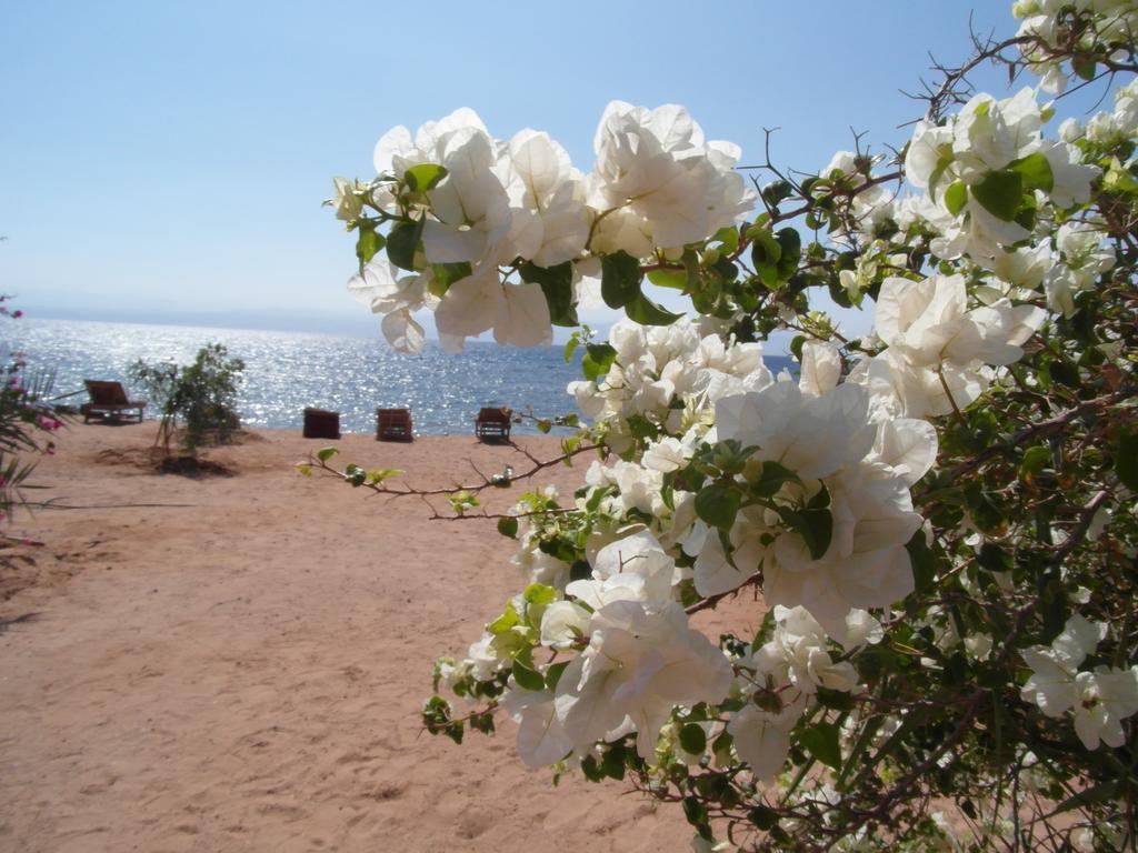 Bedouin Star Hotell Taba Eksteriør bilde