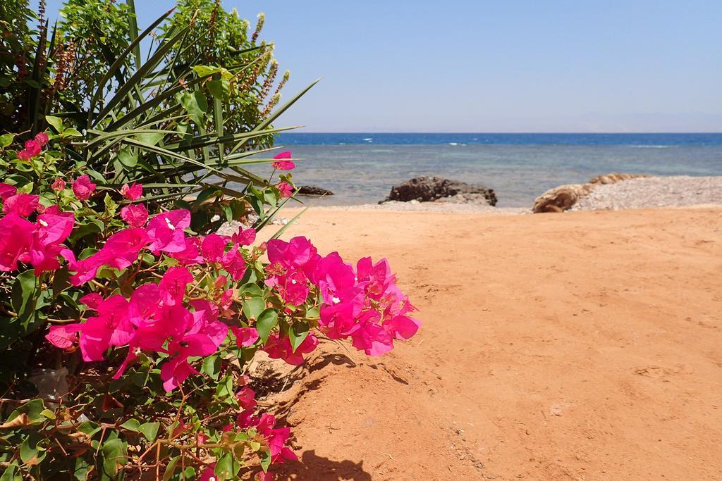 Bedouin Star Hotell Taba Eksteriør bilde