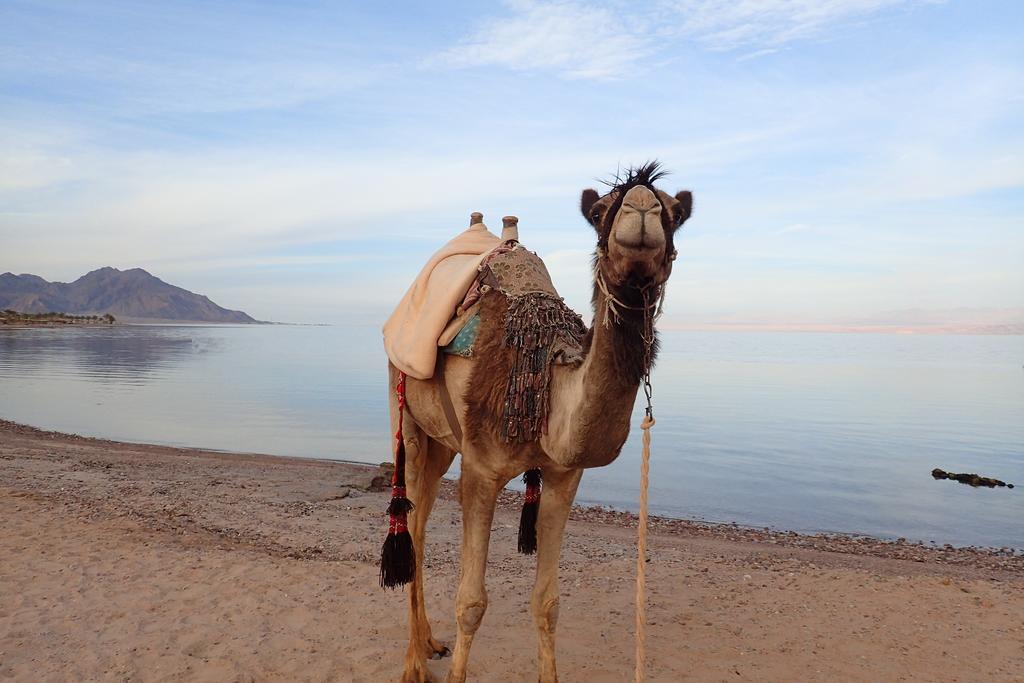 Bedouin Star Hotell Taba Eksteriør bilde